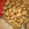 импортный картофель урожай 2019 г Египет в Краснодаре 3