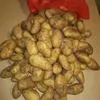 импортный картофель урожай 2019 г Египет в Краснодаре 2