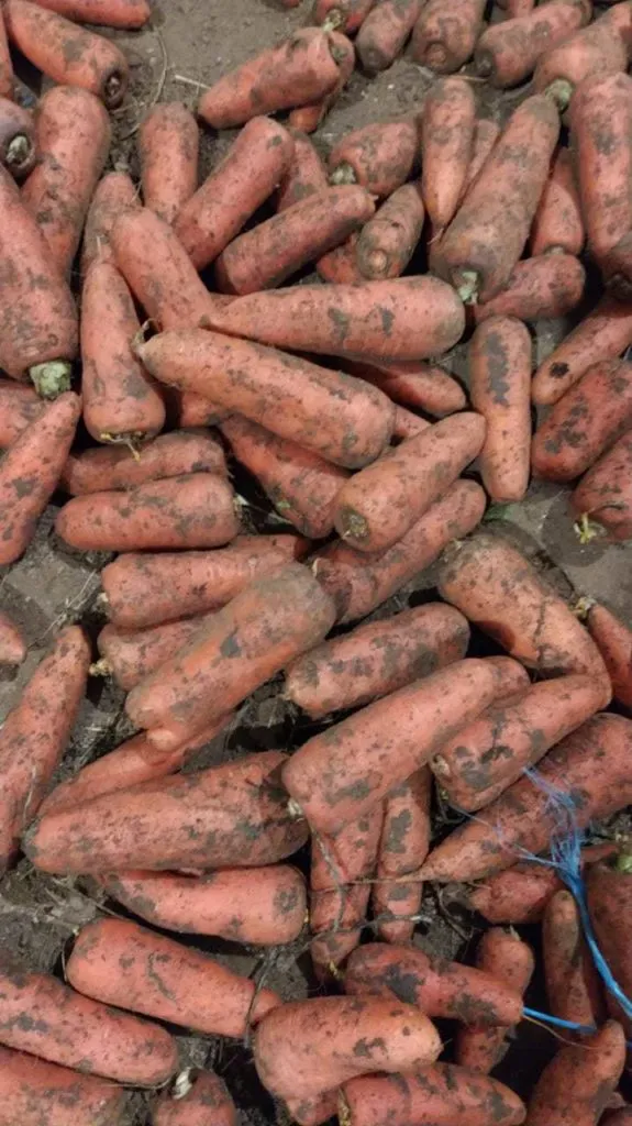 фотография продукта Морковь 20 руб. 