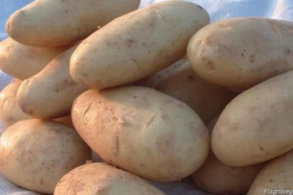 фотография продукта  Картофель вес клубни от 70 до 500 гр. 