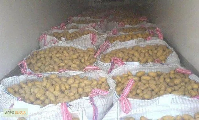  Картофель вес клубни от 70 до 500 гр.  в Брянске 8