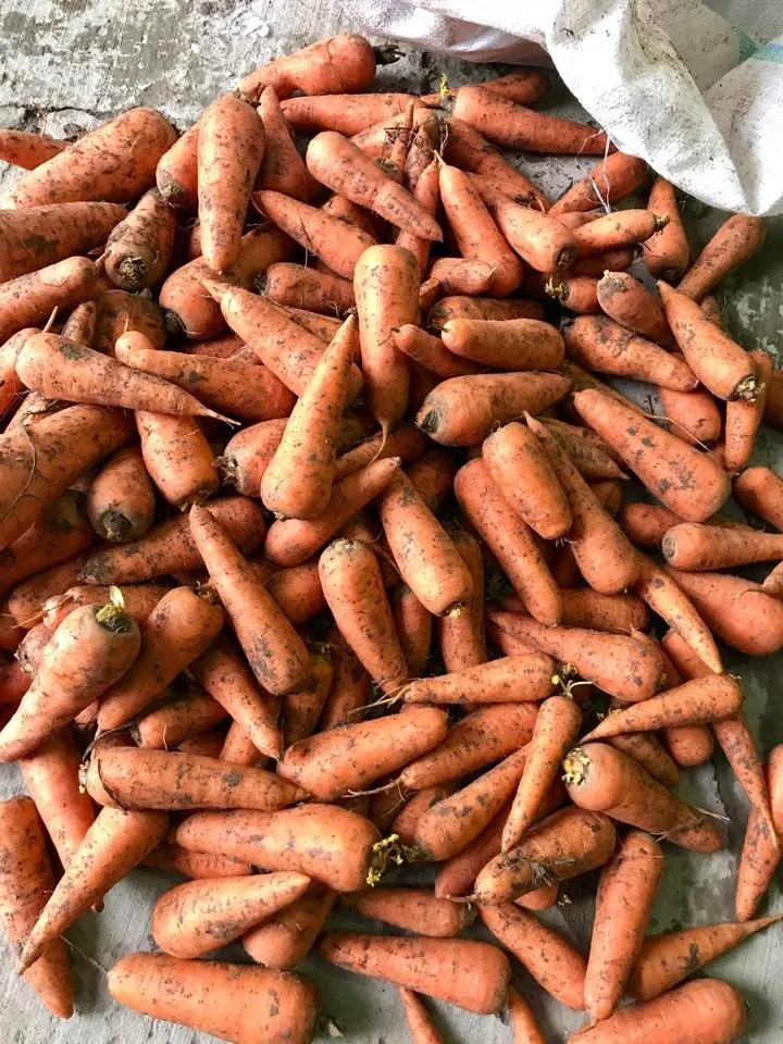 фотография продукта Продаем Морковь сорт  "кордоба"