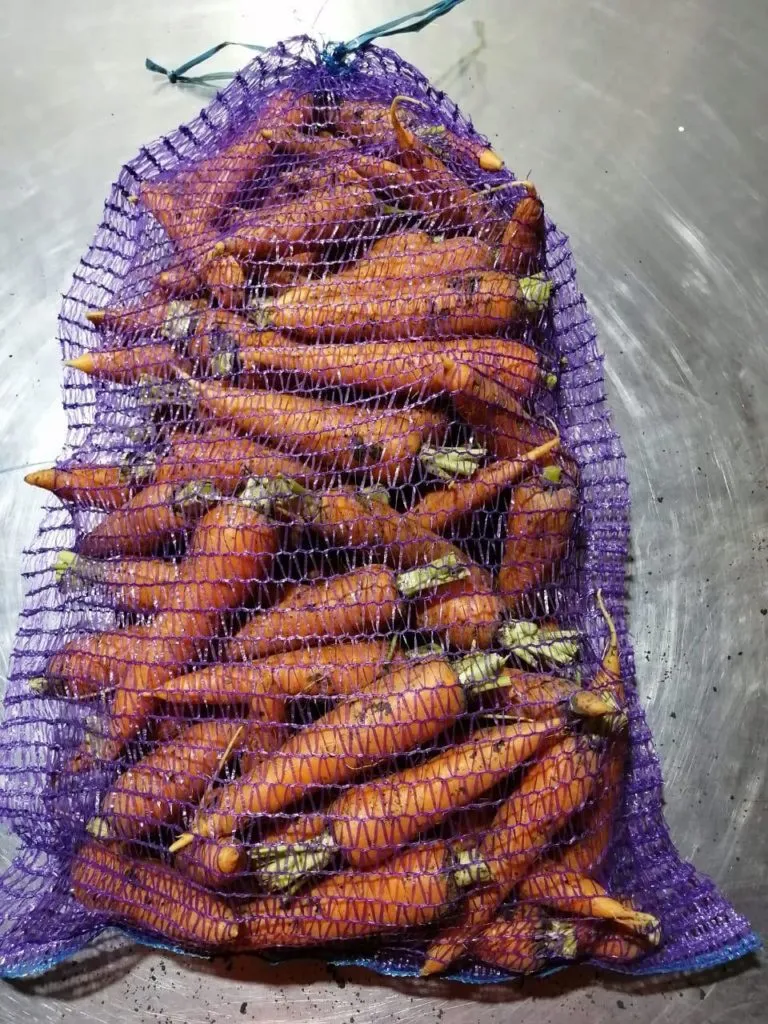 фотография продукта продаю морковь оптом