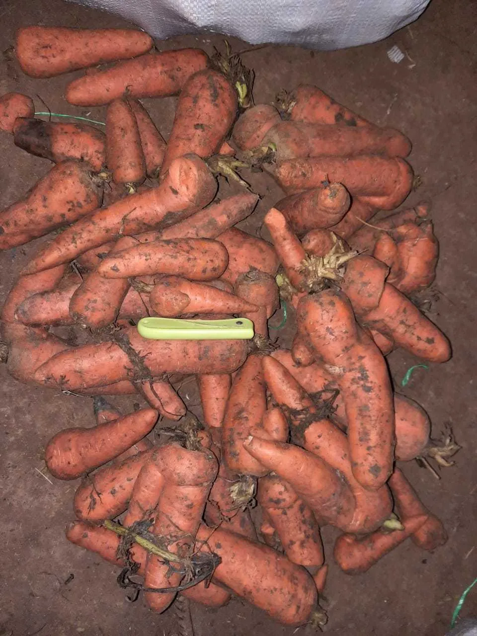 фотография продукта Морковь 2 сорта 7 руб 