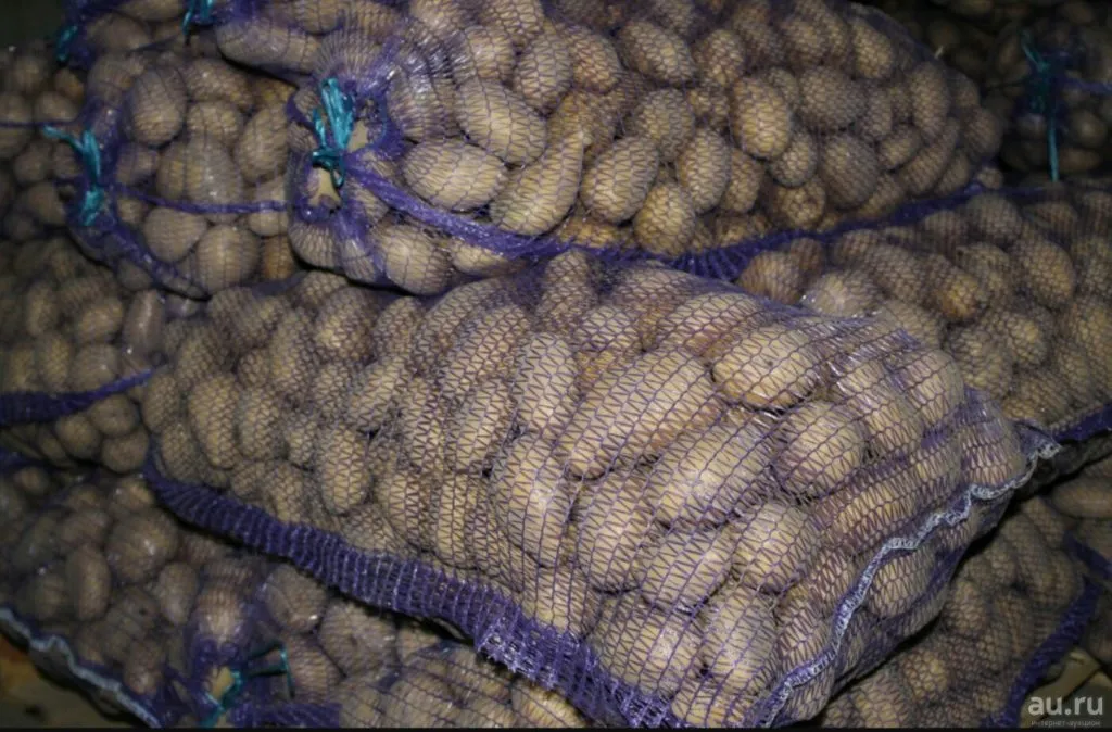 фотография продукта Молодой картофель оптом от 20 тонн