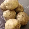 картофель свежий, урожая 2020 года в Республике Беларусь