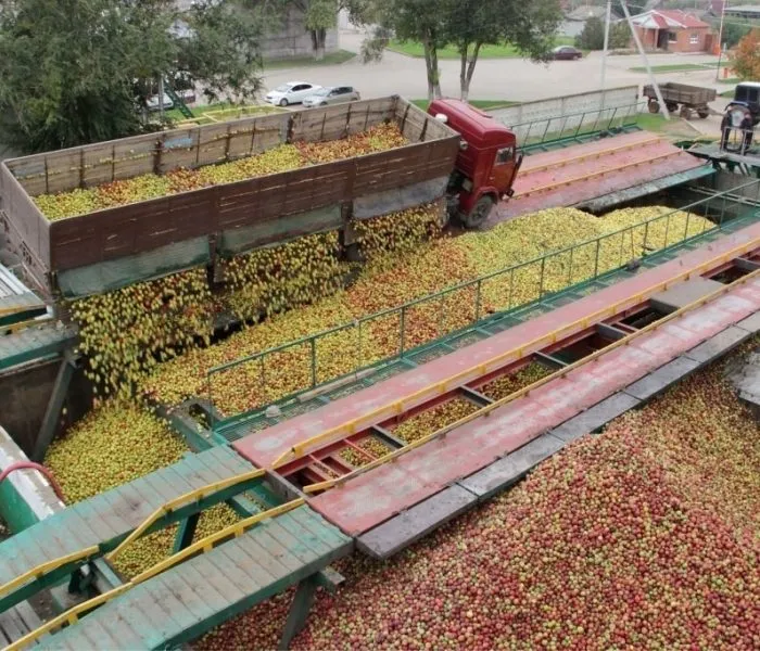 яблоки на переработки (падалица)  в Воронеже