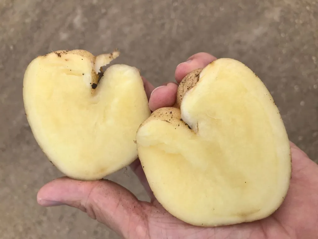 картофель оптом 6р/кг в Крыму в Джанкое 3