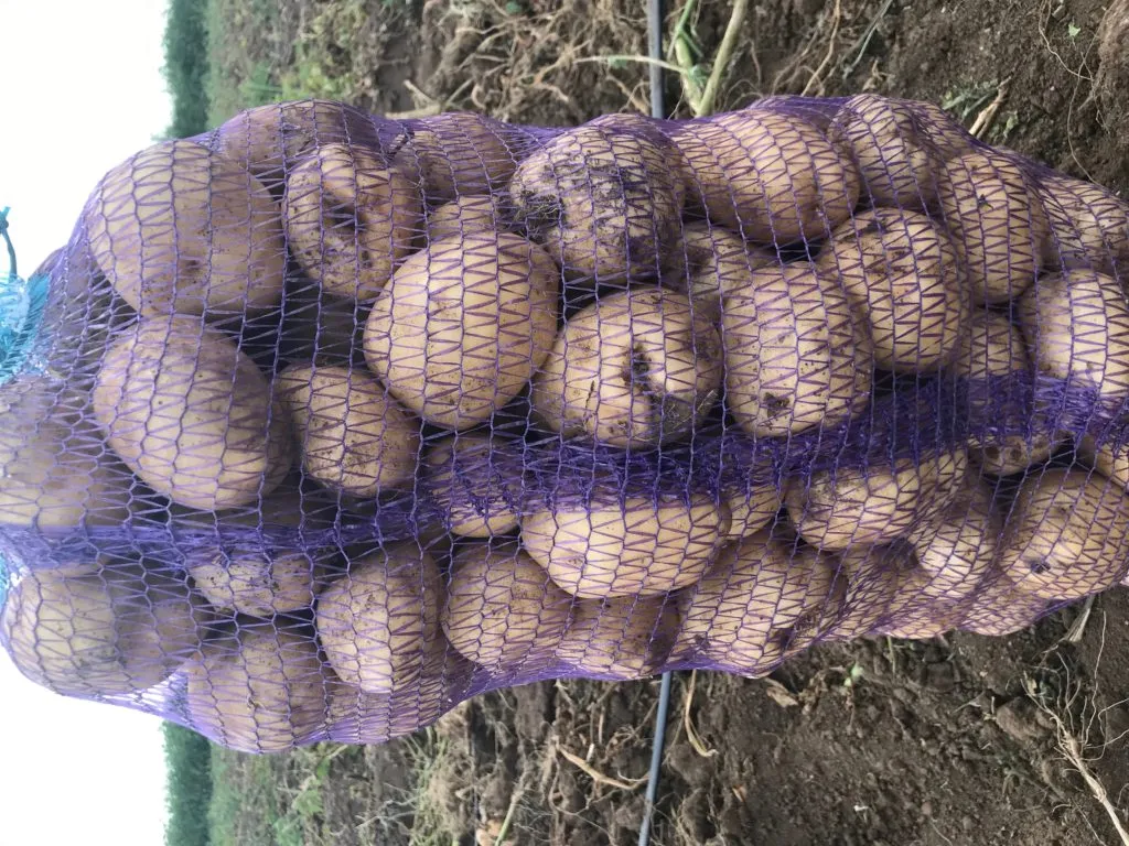 картофель оптом 6р/кг в Крыму в Джанкое 2