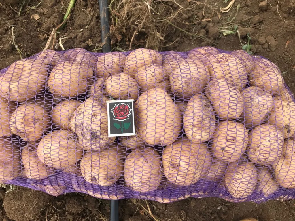 картофель оптом 6р/кг в Крыму в Джанкое 4