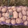 картофель оптом 6р/кг в Крыму в Джанкое 4