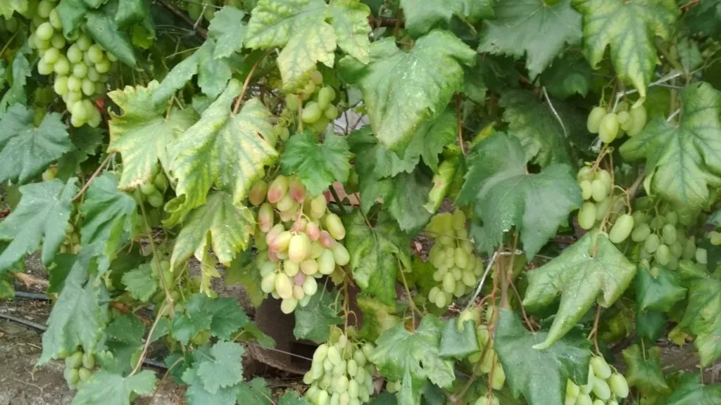 виноград в Краснодаре