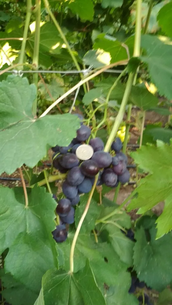 виноград в Краснодаре 3