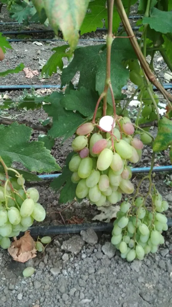 виноград в Краснодаре 4