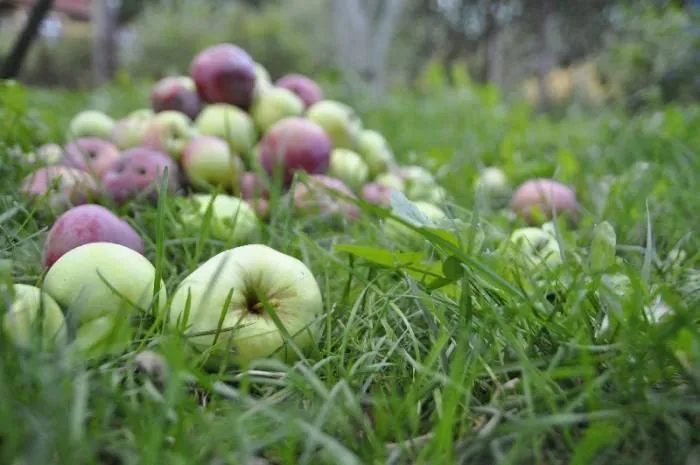 яблоки на переработку в Ульяновской обл. в Мичуринске