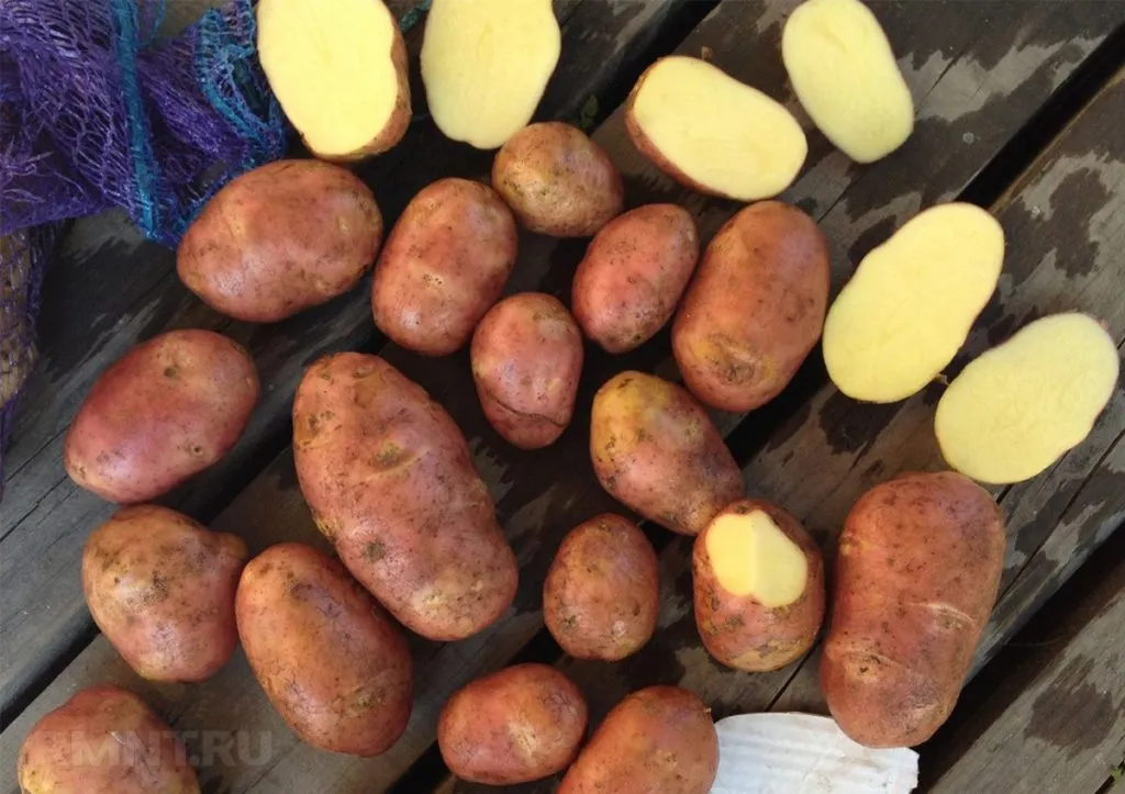 картофель оптом в Боре 2