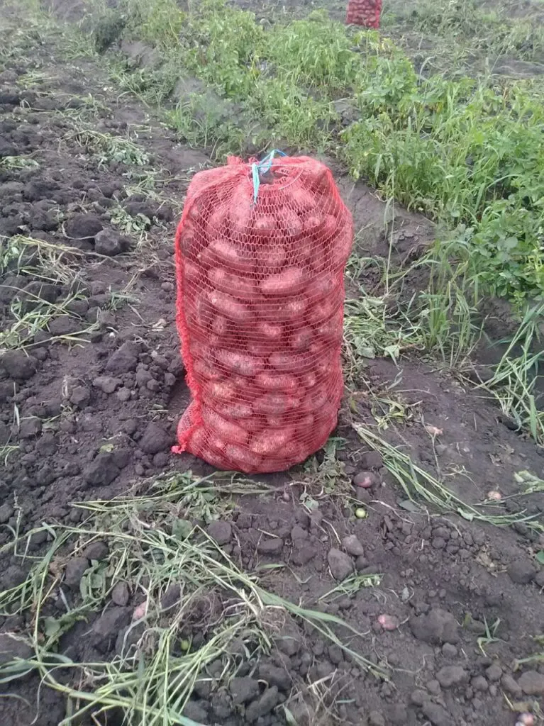 картофель урожая 2018г. в Барнауле