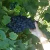 виноград столовый Аттика в Темрюке 2