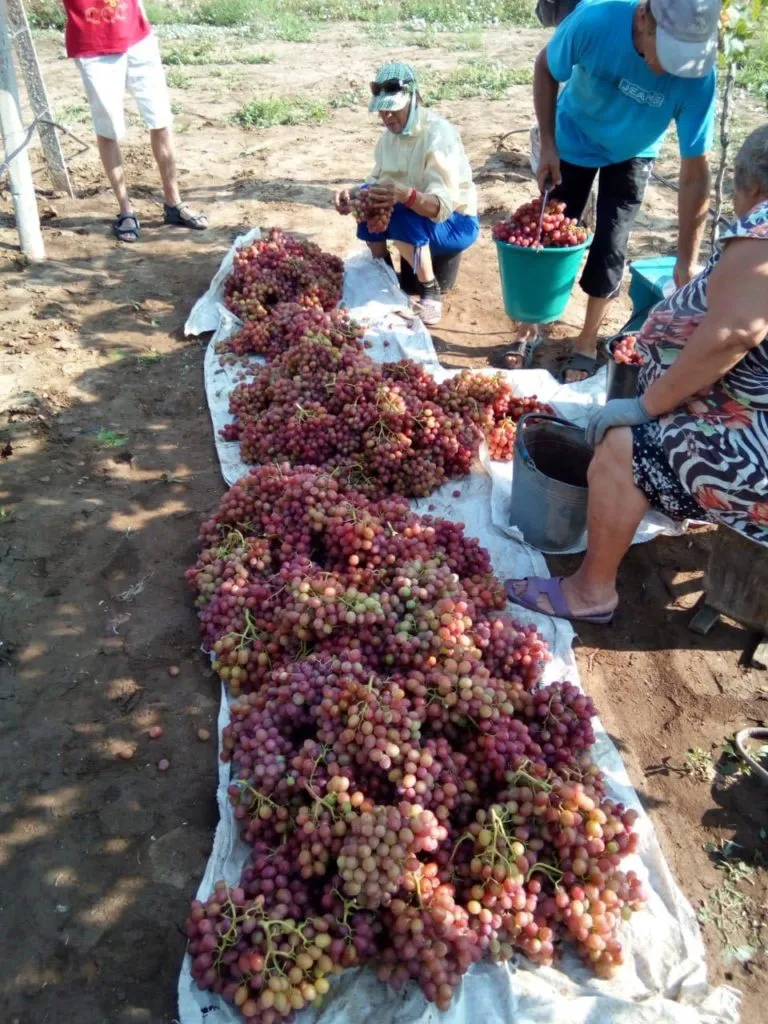 виноград Ливия, Кадрянка, Лора, Аркадия в Евпатории 3
