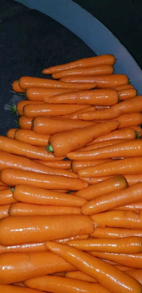 морковь в Брянске 2