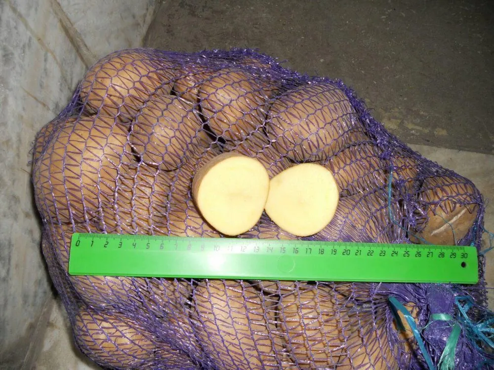 фотография продукта Картофель оптом 5+, от производителя 