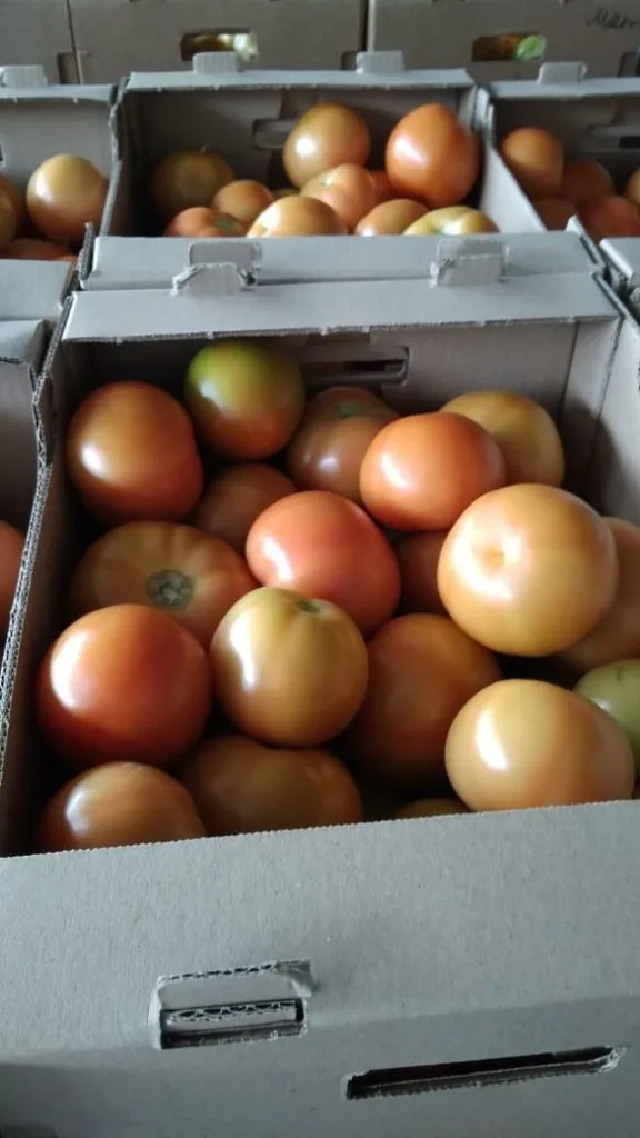 фотография продукта Тепличные красные помидоры, томаты оптом