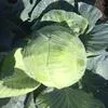 продаю капусту оптом от 10 тонн в Ростове-на-Дону 2