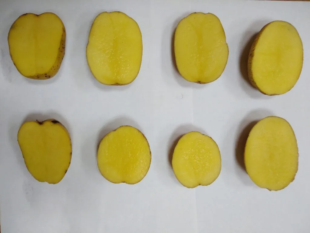 Фотография продукта  картофель оптом от производителя