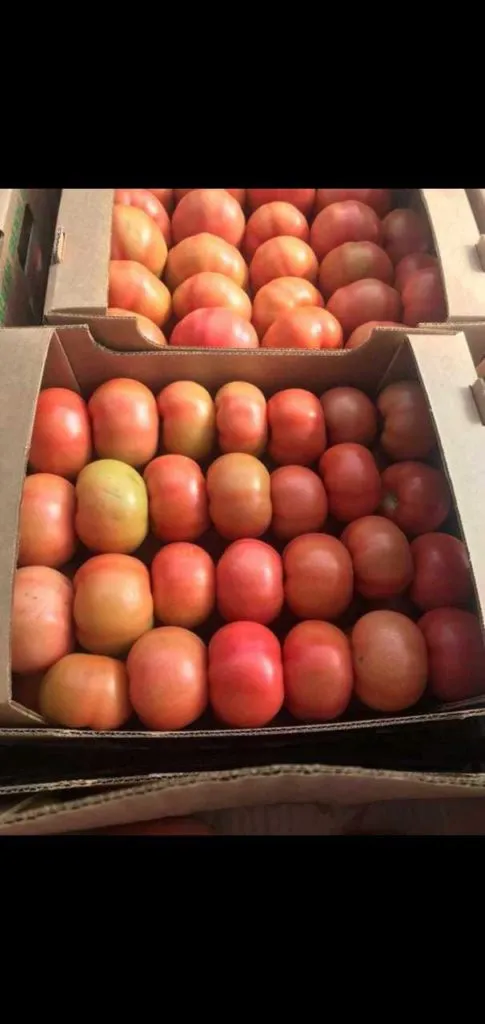 продаю помидор оптом  в Ростове-на-Дону