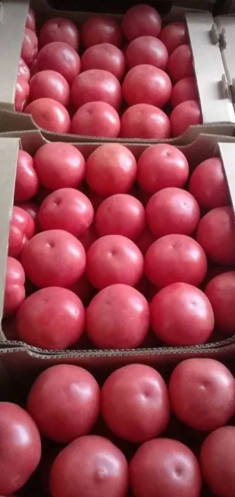 продаю помидор оптом  в Ростове-на-Дону 3