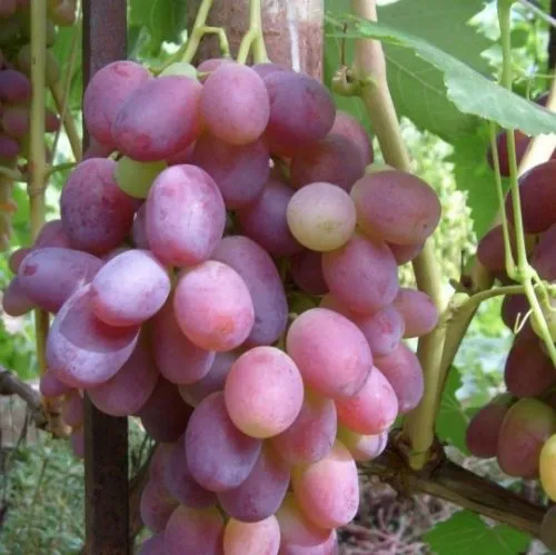 фотография продукта Винограда Ризамат Ота первого сорт