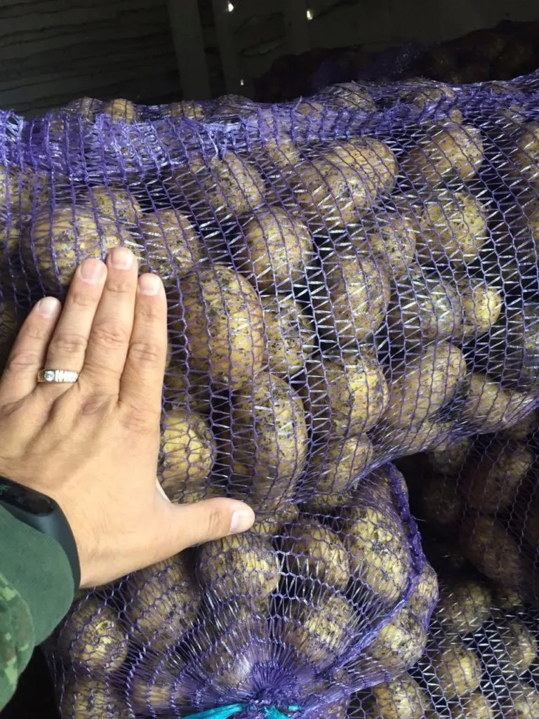 картофель Гaлa из Кемерово оптом  в Новосибирске 3