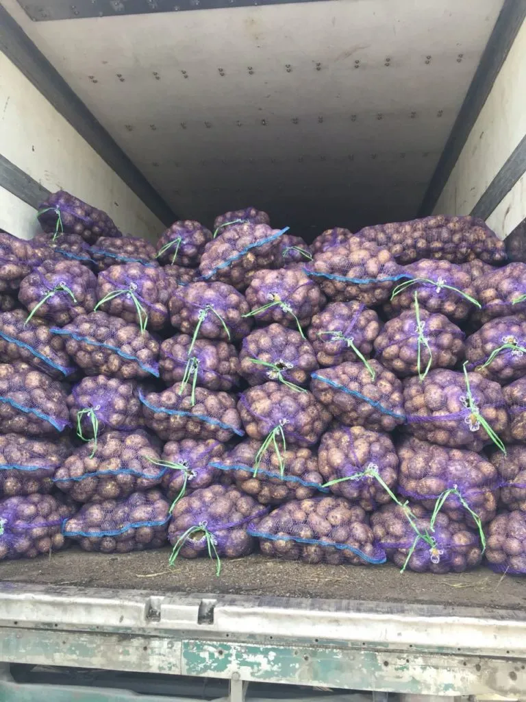 картофель Гaлa из Кемерово оптом  в Новосибирске
