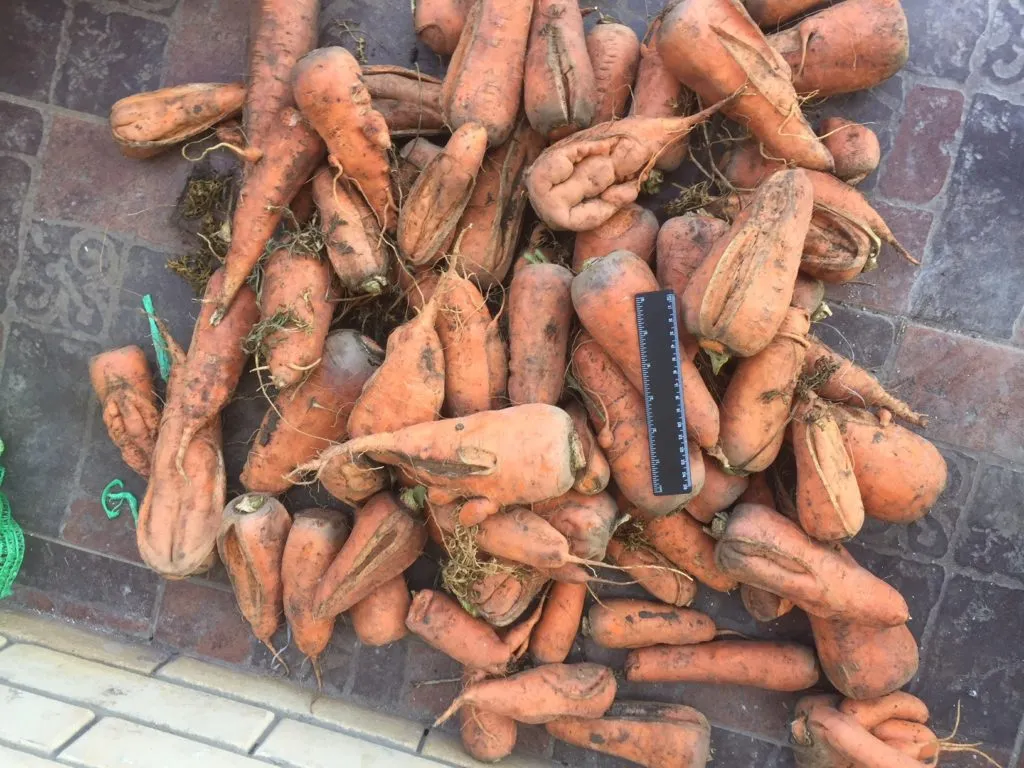 продаю оптом морковь переработка в Ростове-на-Дону