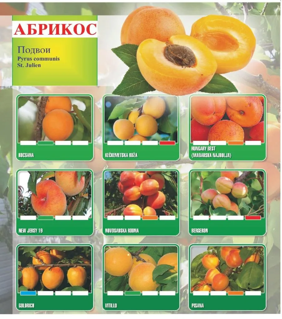 саженцы абрикоса  1 класс из Сербии в Сербии 2