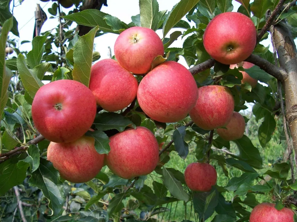 фотография продукта Сочные яблоки высшего сорта Интенсив