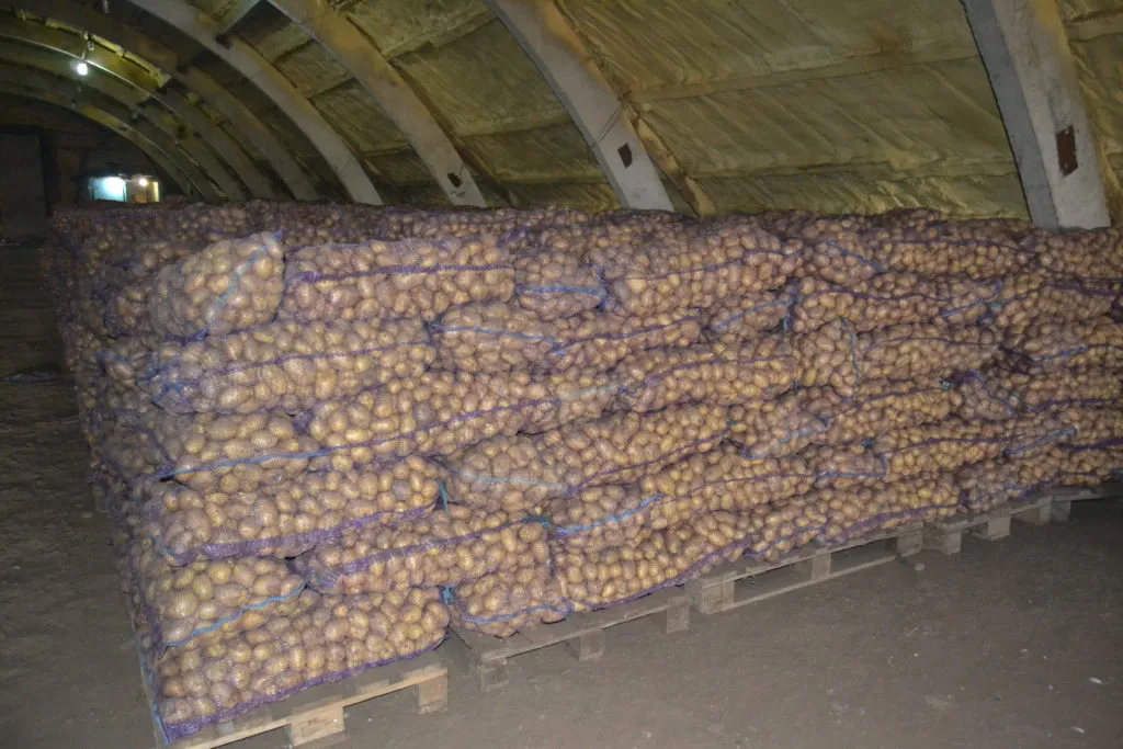 картофель продовольственный Гала Вега в Чебоксарах 3