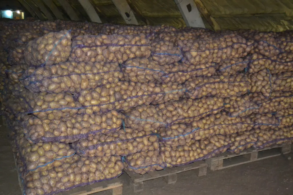 картофель продовольственный Гала Вега в Чебоксарах