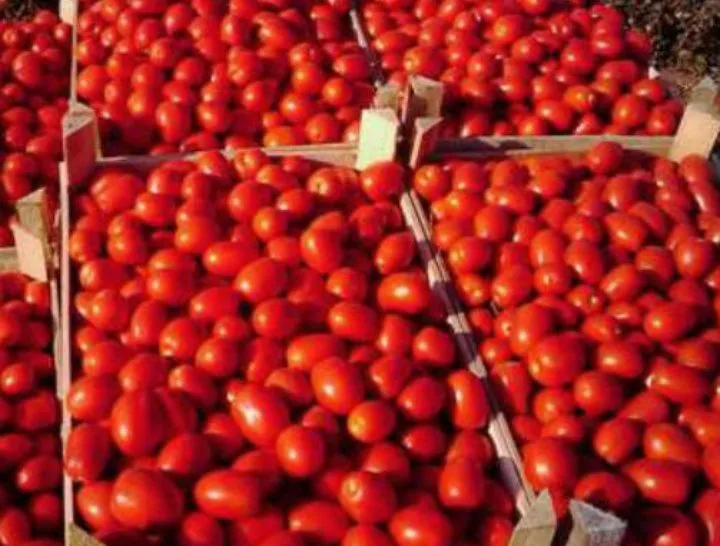 фотография продукта Продаем помидор Новичок в любых объёмах