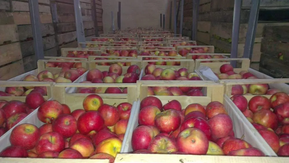 яблоки Гала от сельхозпроизводителя в Москве