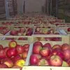 яблоки Гала от сельхозпроизводителя в Москве