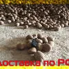 картофель оптом красный Доставка по РФ. в Москве 3