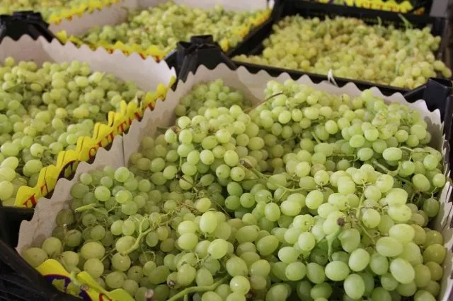 реализуем виноград Мерседес  в Краснодаре