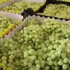 реализуем виноград Мерседес  в Краснодаре