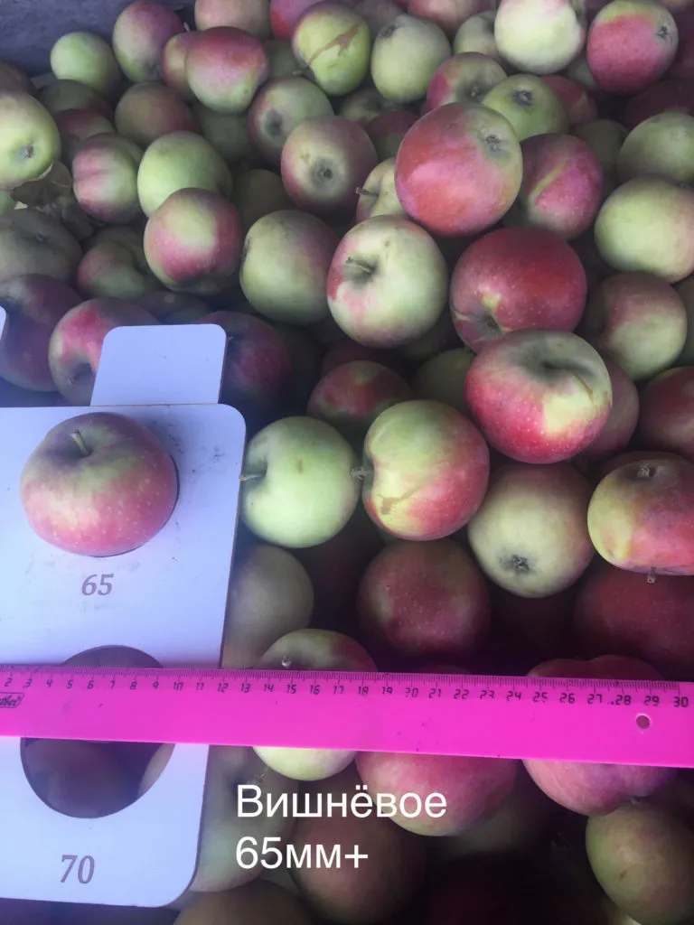 фотография продукта яблоки оптом Самарская область