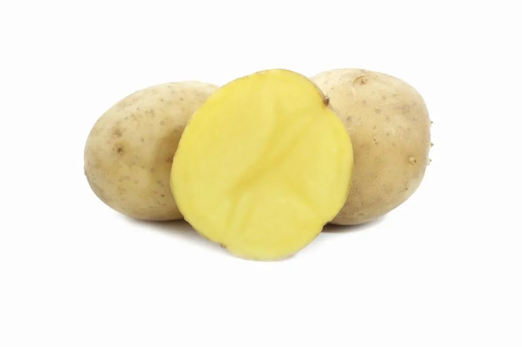 семенной картофель сорт Гала в Талдоме 3