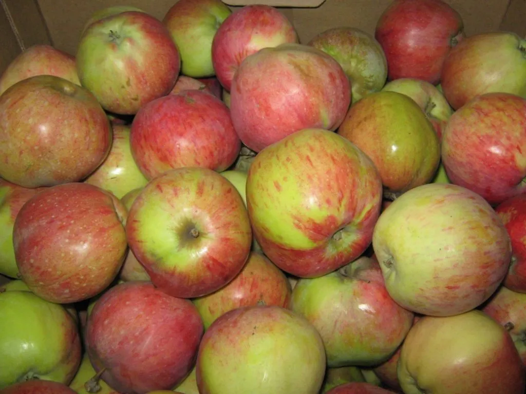 фотография продукта Продаем яблоки сорта Кристин 