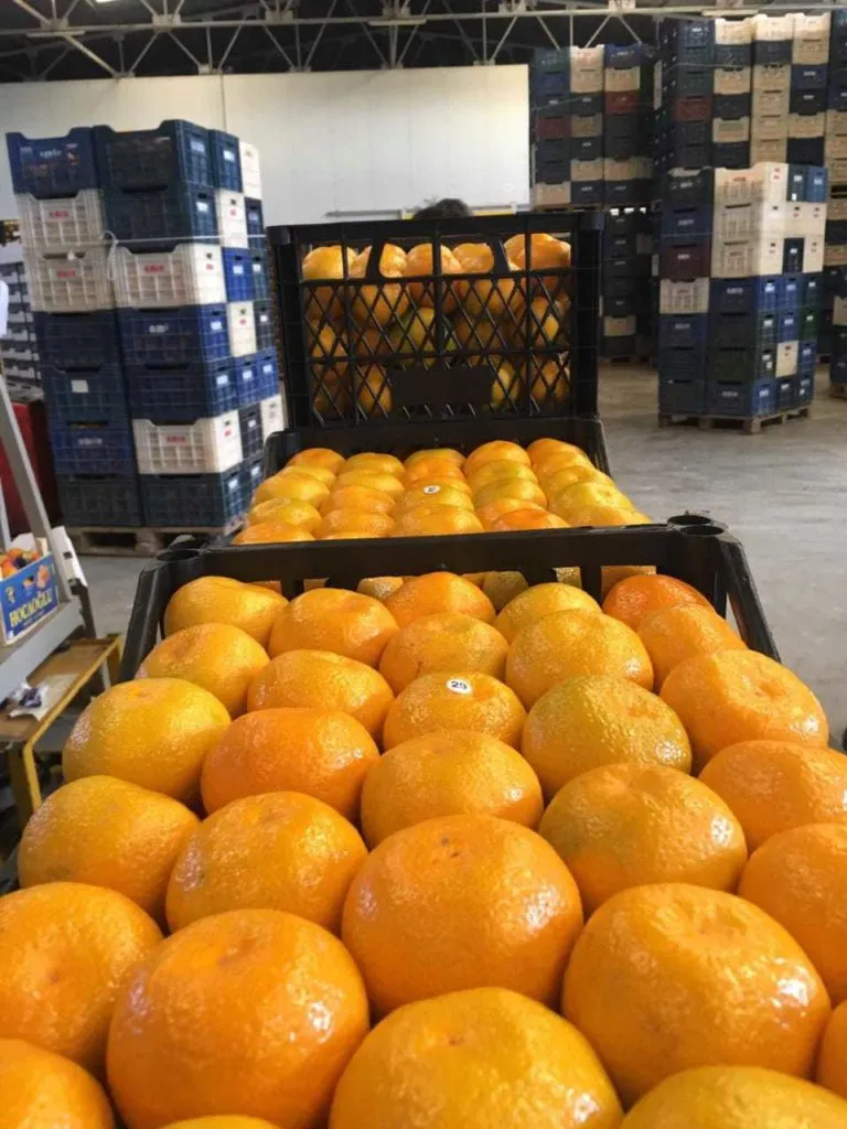 мандарин, Апельсин, Лимон в Москве 2