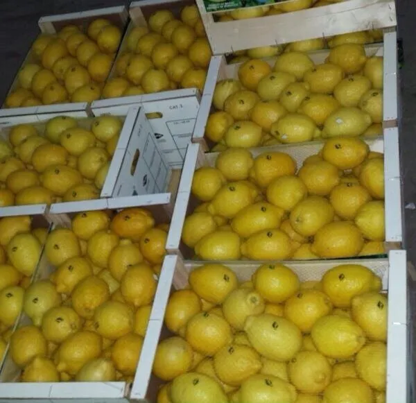 лимон оптом с доставкой по России  в Санкт-Петербурге