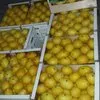 лимон оптом с доставкой по России  в Санкт-Петербурге